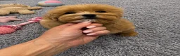 Maltipoo dogs for sale: Tiny Asian Maltipoo. DNA tested parents. - Advert 3