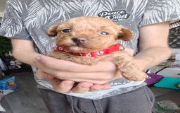 Maltipoo dogs for sale: F1B Toy Maltipoo  - Image 9