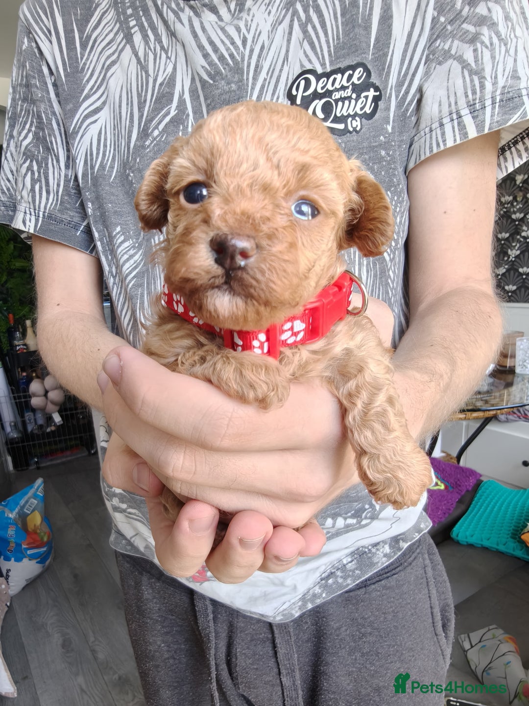 Maltipoo dogs for sale: F1B Toy Maltipoo  - Image 9