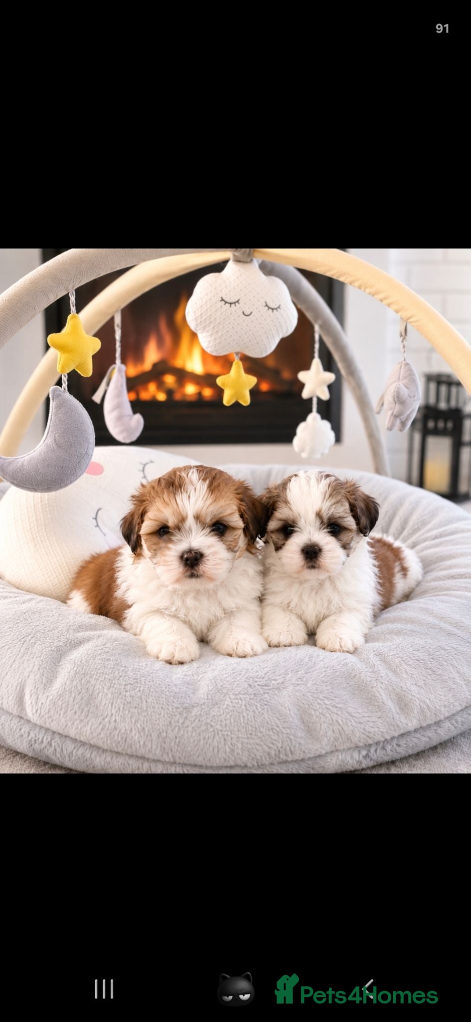 Malshi dogs Rare Malshi Puppies – Maltese  - Advert 6