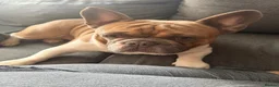 French Bulldog dogs for sale: French bulldog for sale. in King's Lynn - Advert 3