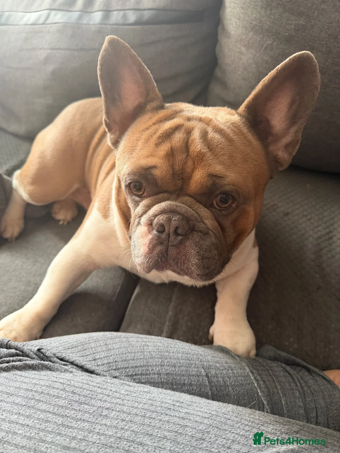 French Bulldog dogs for sale: French bulldog for sale. in King's Lynn - Advert 3