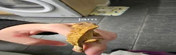 Gecko reptiles for sale: Baby Crested Geckos  - Advert 5
