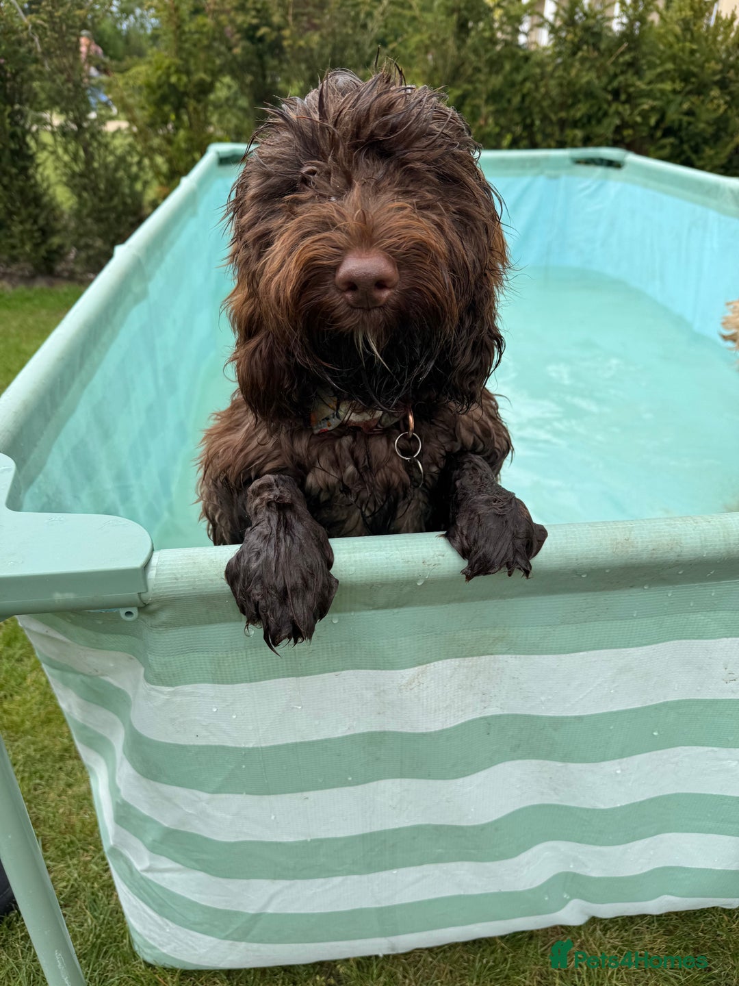 Cockapoo dogs for sale: Beautiful little cockapoo Ruby seeking a new home  - Image 2
