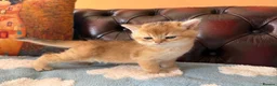 British Shorthair cats for sale: Lovely golden BSH & BLH kittens - Advert 12