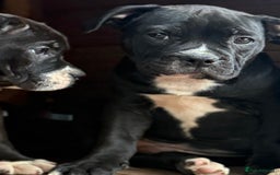 Alapaha Blue Blood Bulldog dogs for sale: ALAPAHA BLUE BLOOD BULLDOGS  - Image 17