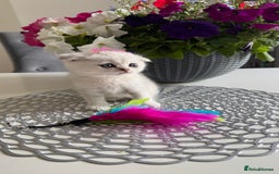 Scottish Fold cats for sale: 2 Scottish Girls  - Image 13