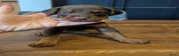 Dobermann dogs for sale: doberman puppies - ready this week 🐾 - Advert 15