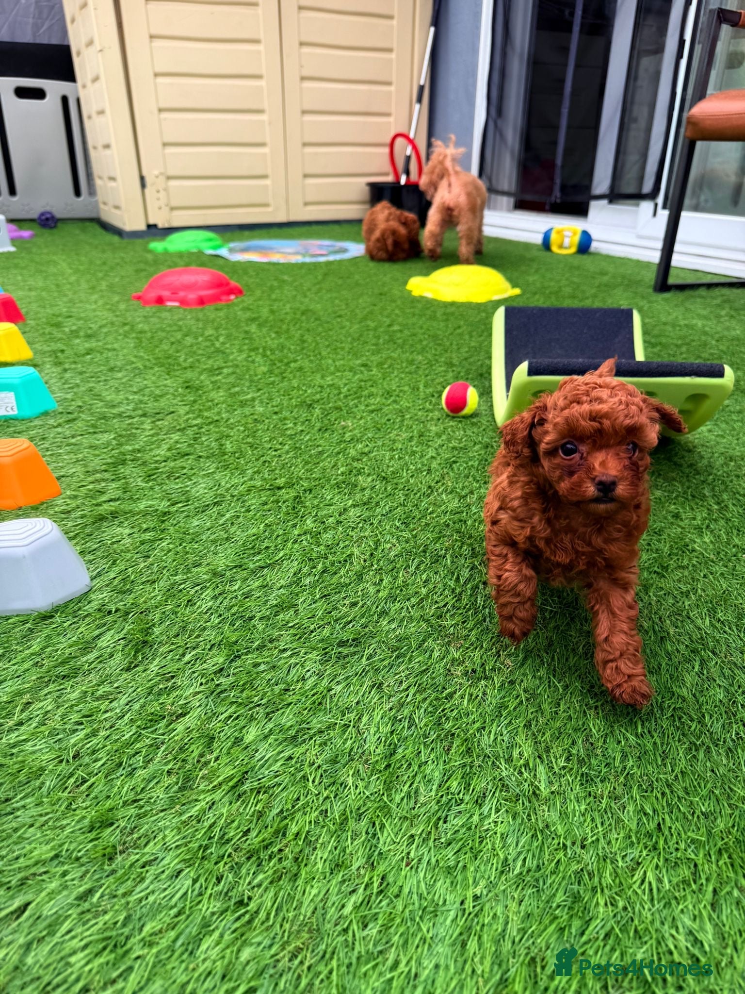 Toy Poodle dogs Kennel Club Reg.Red Toy Poodle DNA tested Parents  - Advert 5