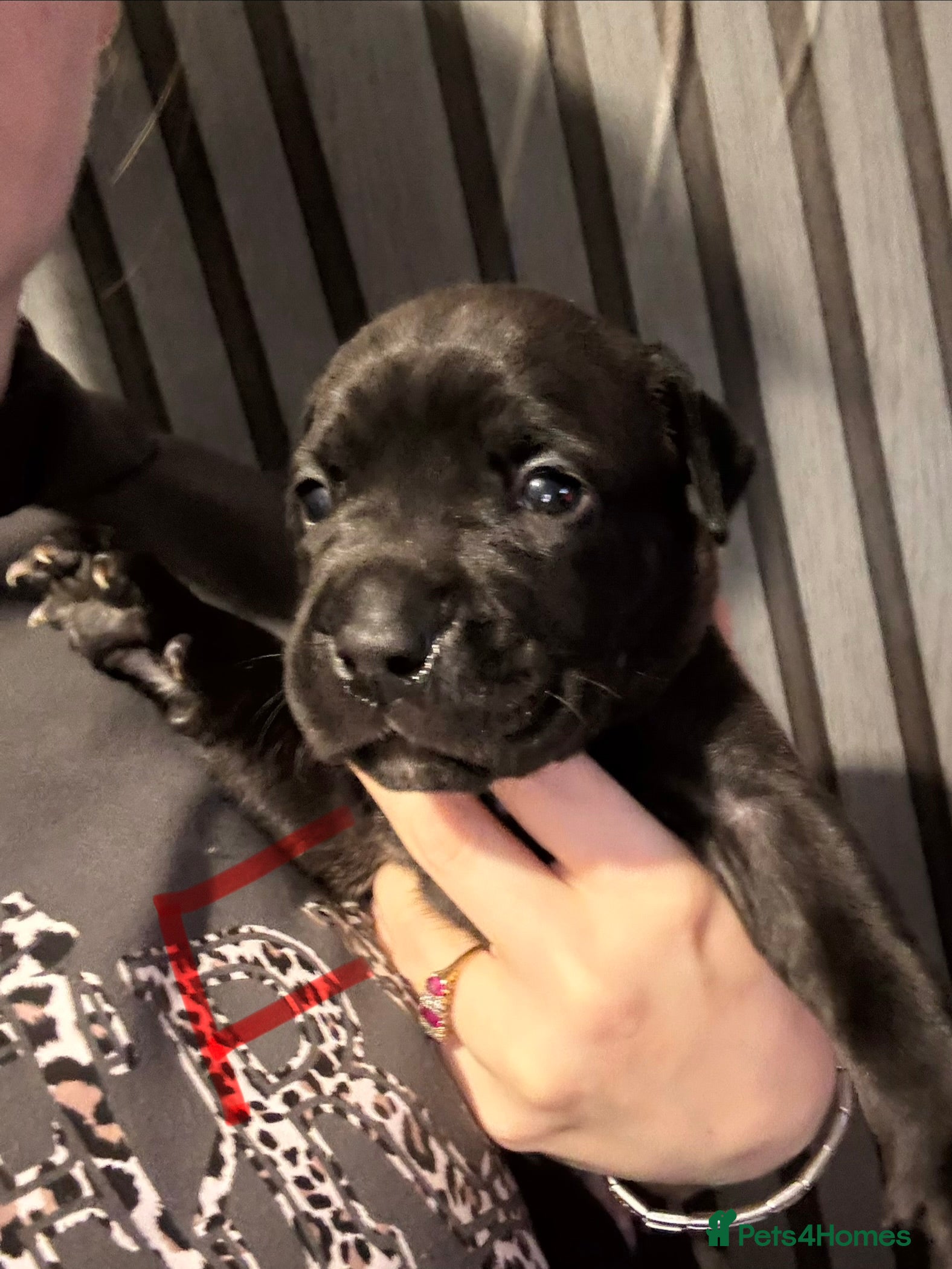 Mixed Breed dogs Beautiful Presa canario x staff - Advert 2