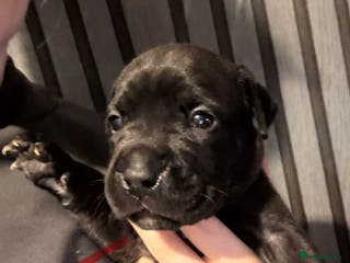Mixed Breed dogs Beautiful Presa canario x staff - Advert 1