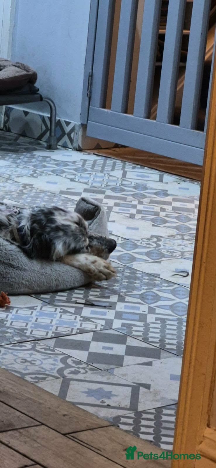 Blue! — English Setter