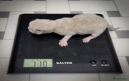 Ragdoll cats for sale: Ragdoll Bicolor Kitten Girl LPBB TICA REDUCED!!! - Image 9