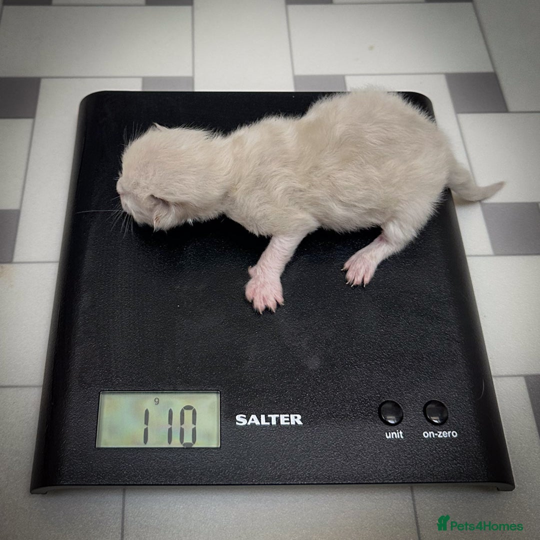 Ragdoll cats for sale: Ragdoll Bicolor Kitten Girl LPBB TICA REDUCED!!! - Image 9