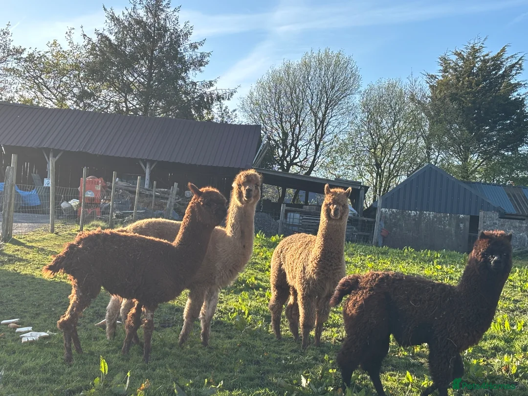Alpaca livestock for sale: Two females, One male  - Advert 6