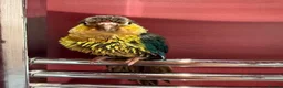 Conures birds for sale: Green Cheek Conure Looking for His Forever Home - Advert 10