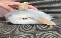 Mini Lion Lop rabbits for sale: mini lion lop rabbits  - Image 1