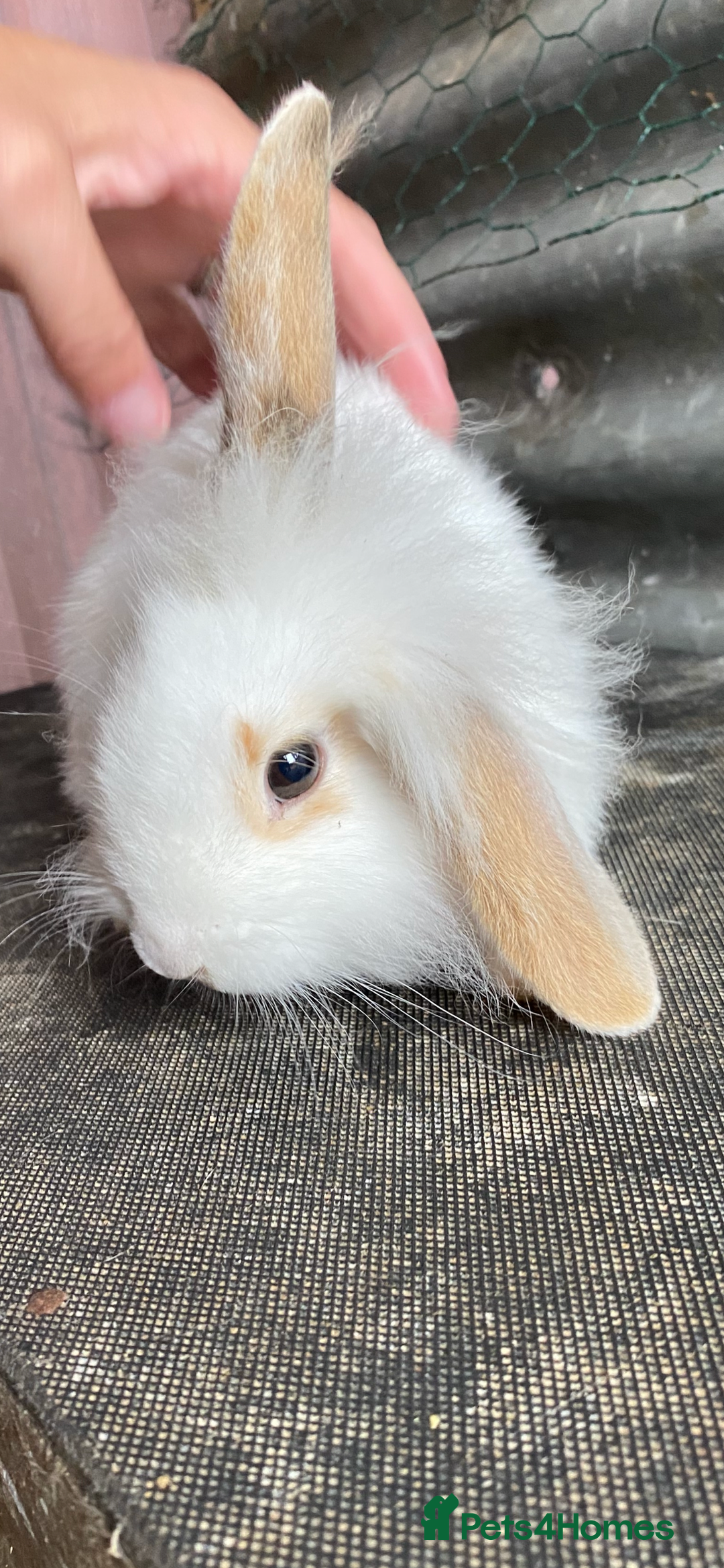 Mini Lion Lop rabbits for sale: mini lion lop rabbits  - Image 1