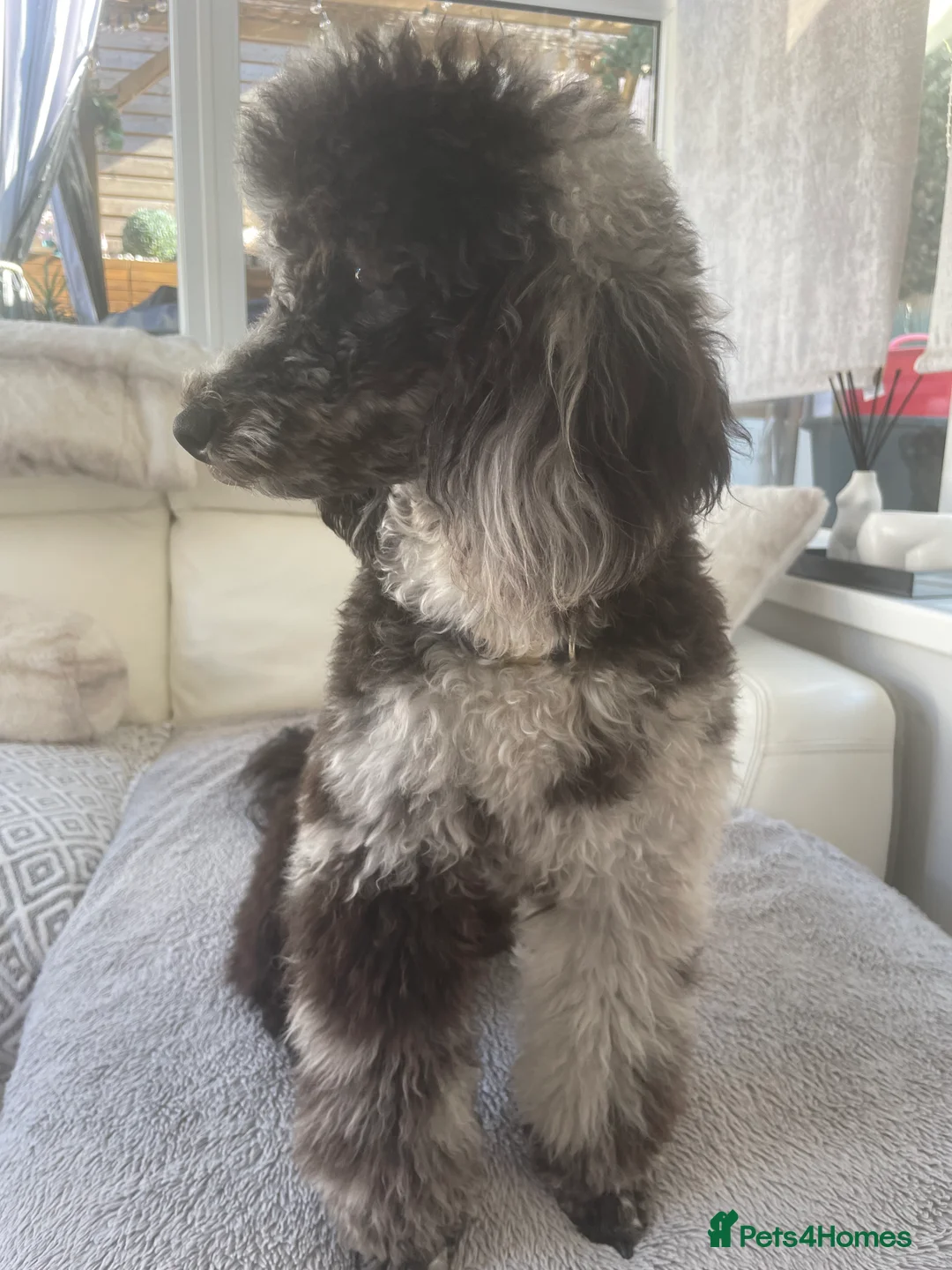 Miniature Poodle dogs for stud: Blue Merle Miniature Poodle (PROVEN) Health Tested in Sunderland - Advert 18