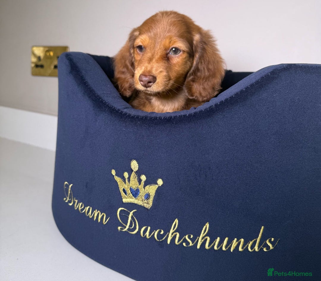 Miniature Dachshund dogs for sale: Miniature Long Haired Dachshund **Last Boy** in Saint Helens - Image 34