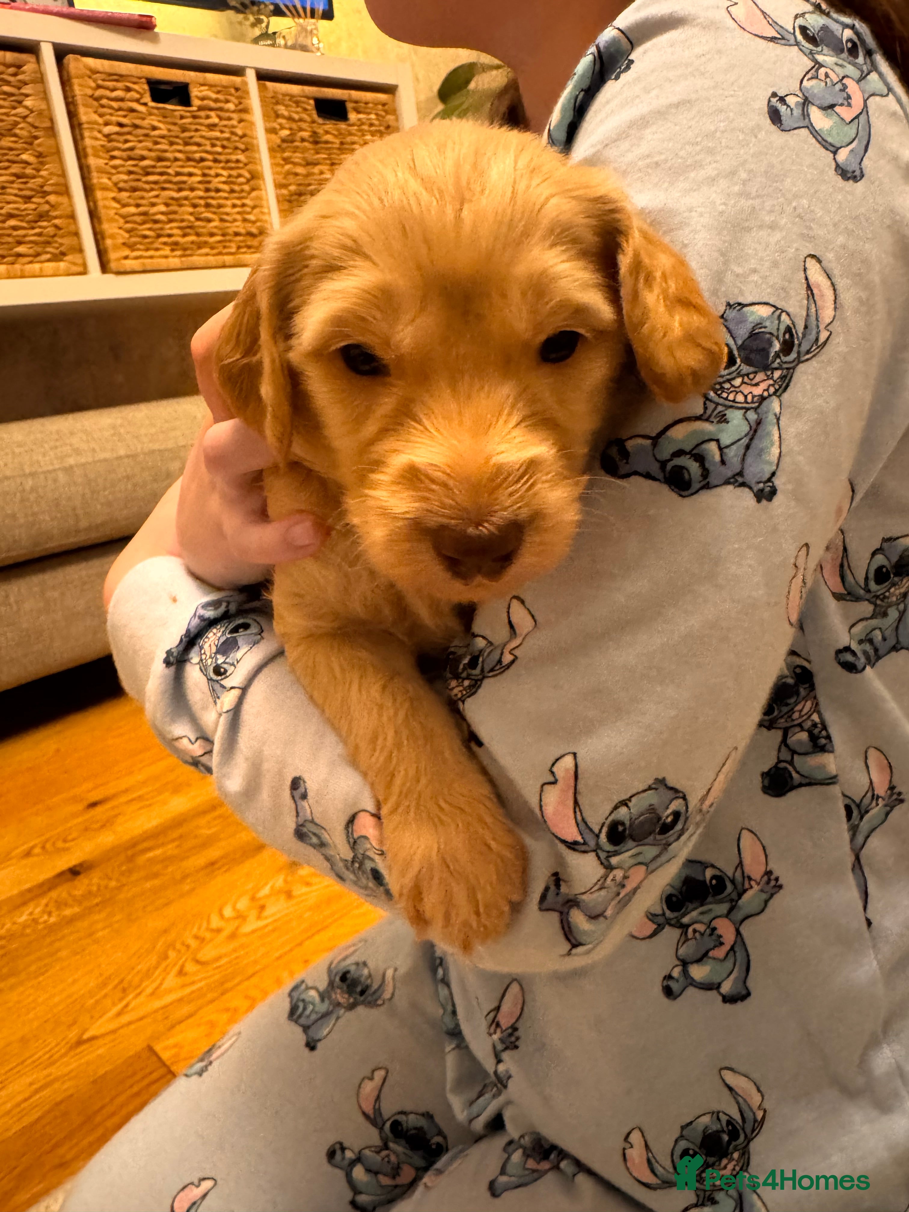 Goldendoodle dogs Beautiful F1b standard Goldendoodle puppies - Advert 9