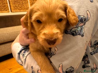 Goldendoodle dogs Beautiful F1b standard Goldendoodle puppies - Advert 9