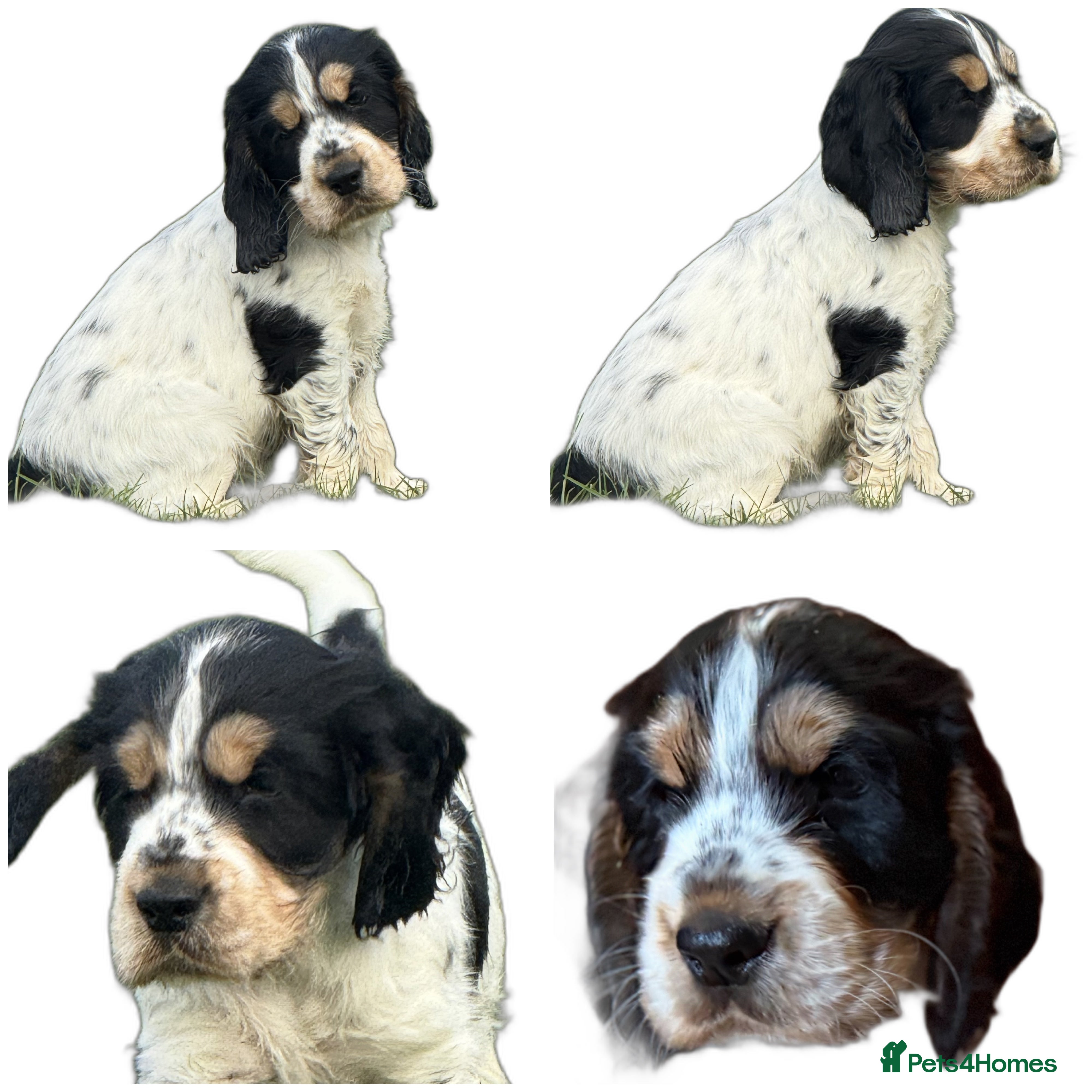 Cocker Spaniel dogs Kc Show type Cocker Spaniels  - Advert 11