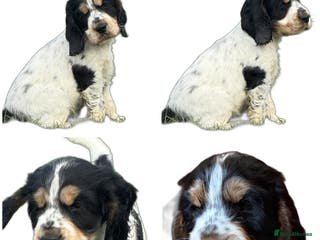 Cocker Spaniel dogs Kc Show type Cocker Spaniels - Advert 11