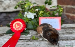 Hamster rodents for sale: Beautiful baby hamsters. Russian Dwarf and Syrian - Image 34