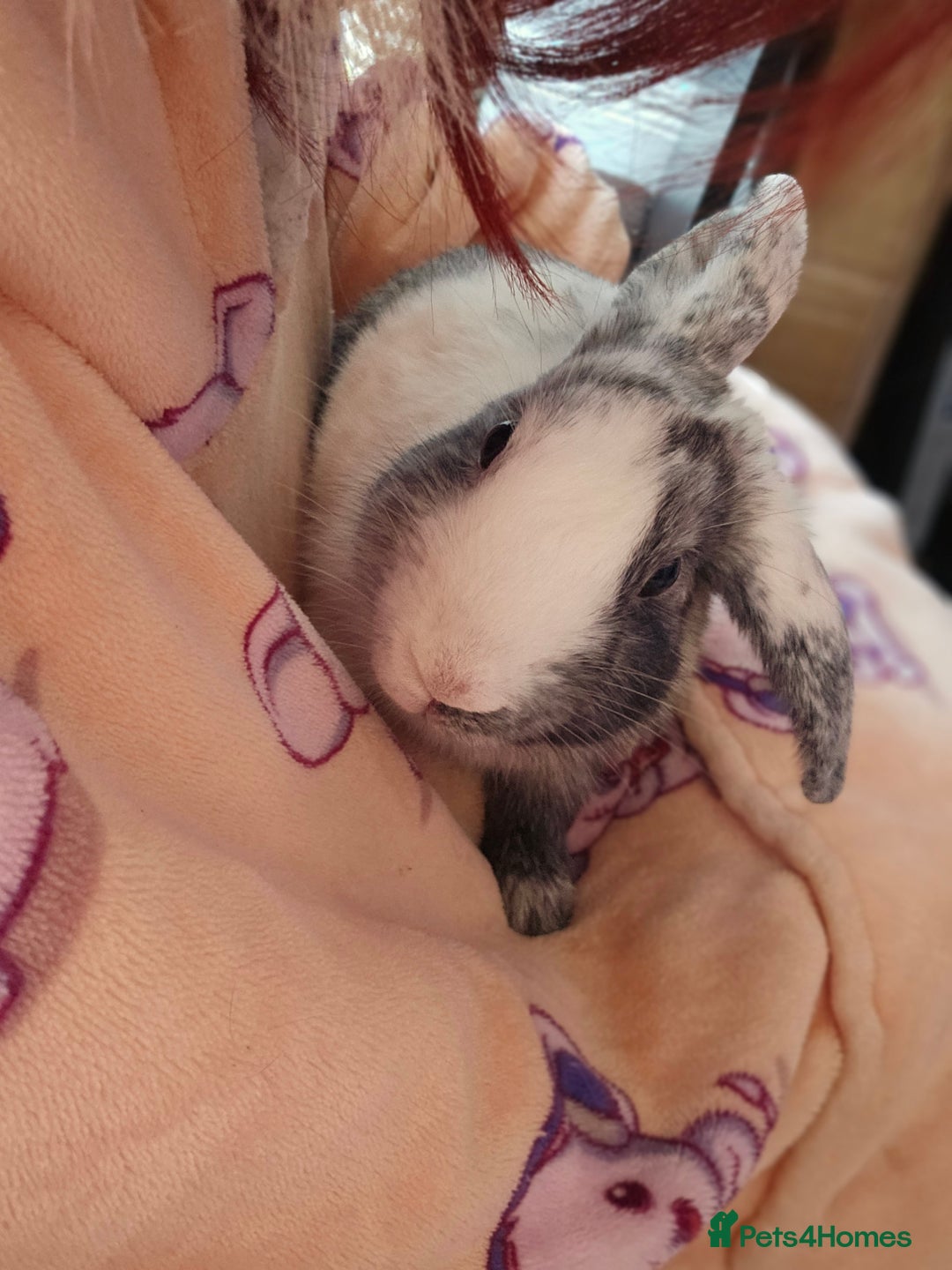 Harlequin rabbits for sale: Gorgeous Harlequin boy for sale. - Image 3