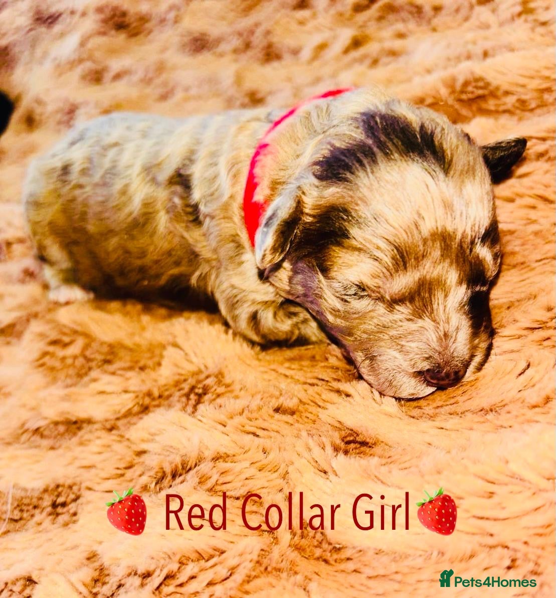 Cavapoo dogs BEAUTIFUL F1B CAVAPOO PUPPIES - Advert 6