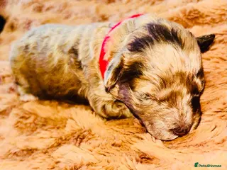 Cavapoo dogs BEAUTIFUL F1B CAVAPOO PUPPIES - Advert 6