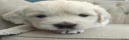 Golden Retriever dogs for sale: Gorgeous English Cream Golden Retriever Puppy's 🐾 - Advert 1