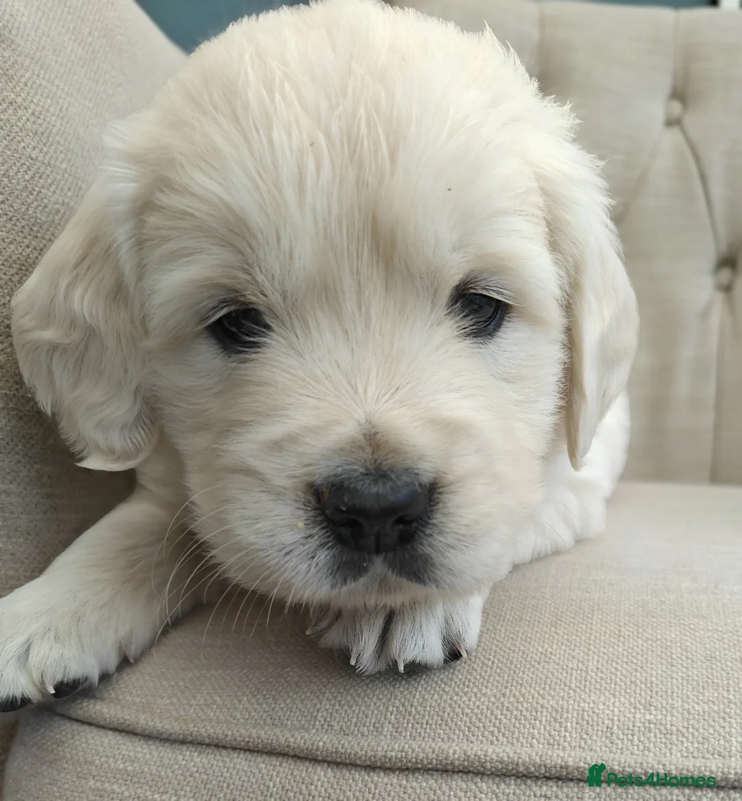 Golden Retriever dogs for sale: Gorgeous English Cream Golden Retriever Puppy's 🐾 - Advert 1