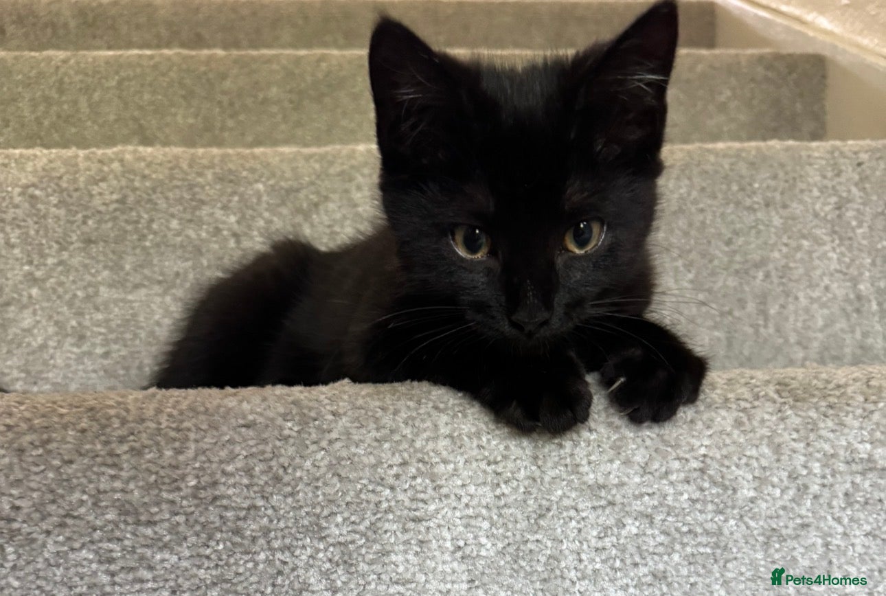 Mixed Breed cats Last 2 black cats 1 boy 1 girl 💙🩷 - Advert 14