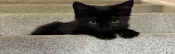 Mixed Breed cats for sale: Last 2 black cats 1 boy 1 girl 💙🩷 - Advert 1