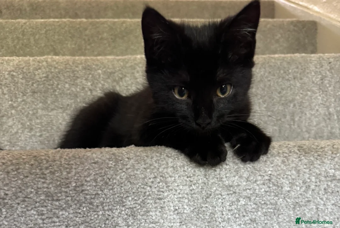Mixed Breed cats for sale: Last 2 black cats 1 boy 1 girl 💙🩷 - Advert 1