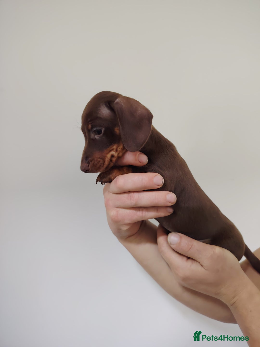 Miniature Dachshund dogs for sale: Fully vaccinated smooth heared dachound - Advert 5