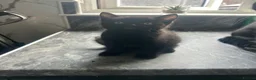 Mixed Breed cats for sale: 4 black kittens with various stripes  in Nottingham - Advert 5