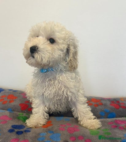 Cavapoo dogs - Advert 1