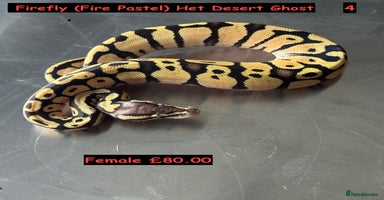 Python Snake reptiles Baby Ball Python's - Advert 1