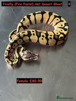 Python Snake reptiles Baby Ball Python's - Advert 1
