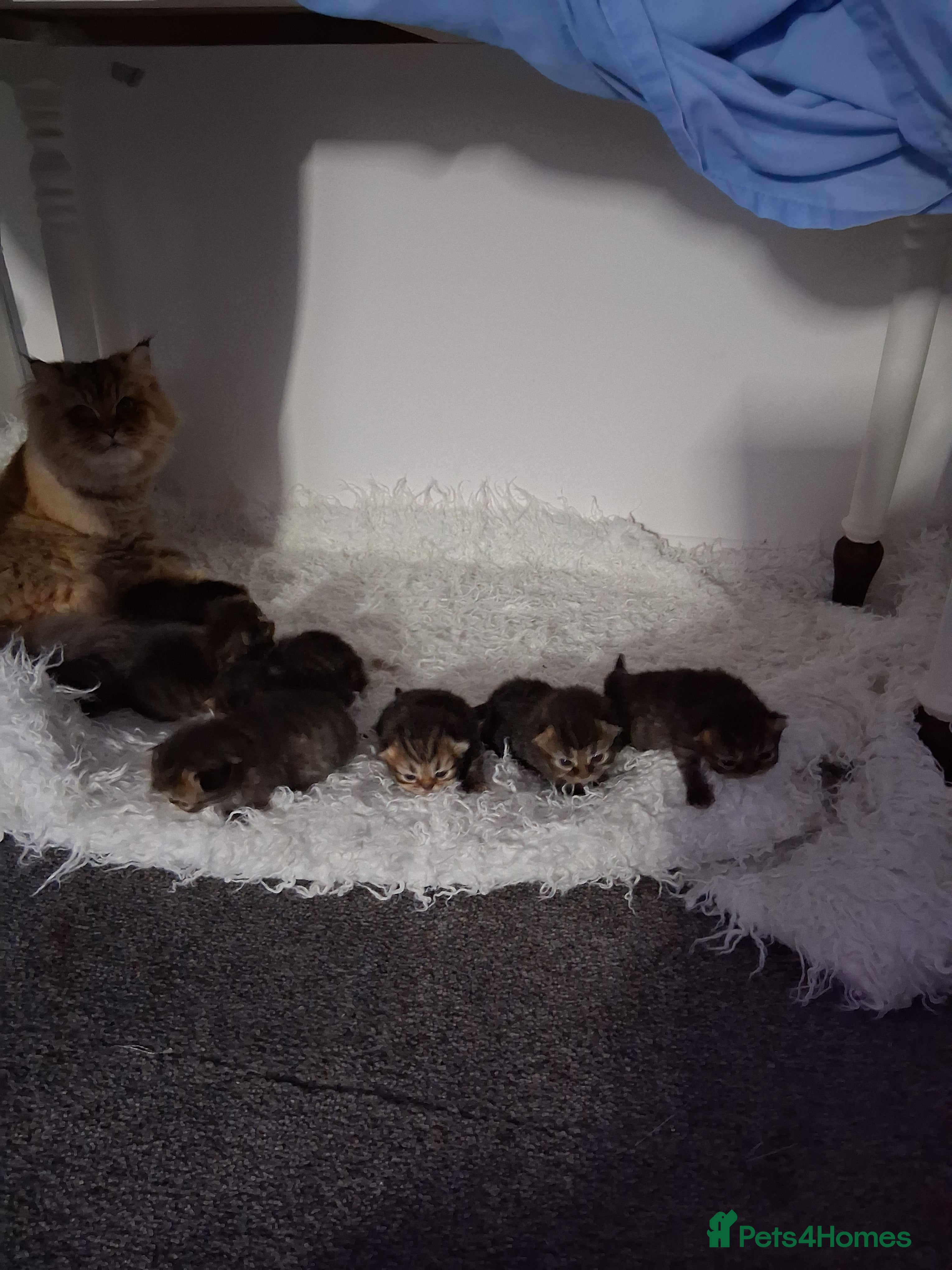 Persian cats Boys!!!!!Persian golden Chinchillas - Advert 15