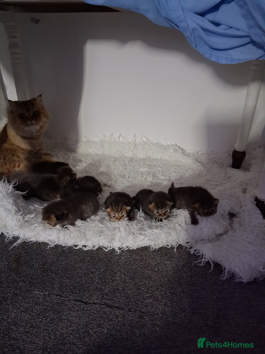 Persian cats for sale: Boys!!!!!Persian golden Chinchillas - Advert 1