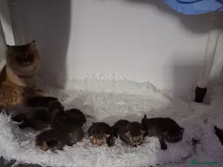 Persian cats Boys!!!!!Persian golden Chinchillas - Advert 6