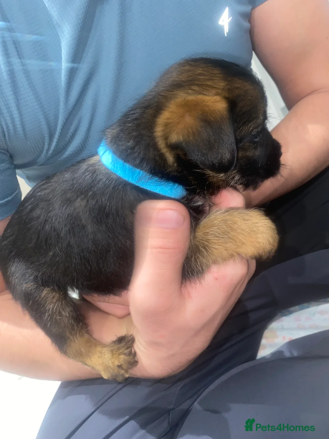 Border Terrier dogs for sale: 4 beautiful border terrier boys left  - Advert 10