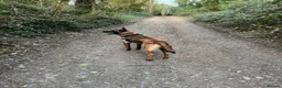 Belgian Shepherd Dog dogs for sale: Belgium Malinois - Advert 10
