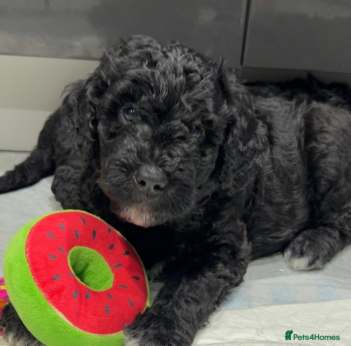 Mixed Breed dogs Stunning litter of Golden Bernadoodles READY 7 FEB - Advert 5