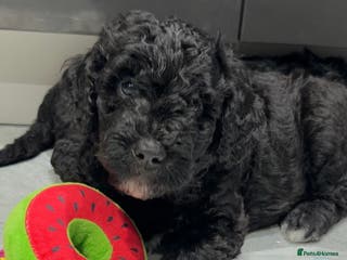 Mixed Breed dogs Stunning litter of Golden Bernadoodles READY 7 FEB - Advert 5