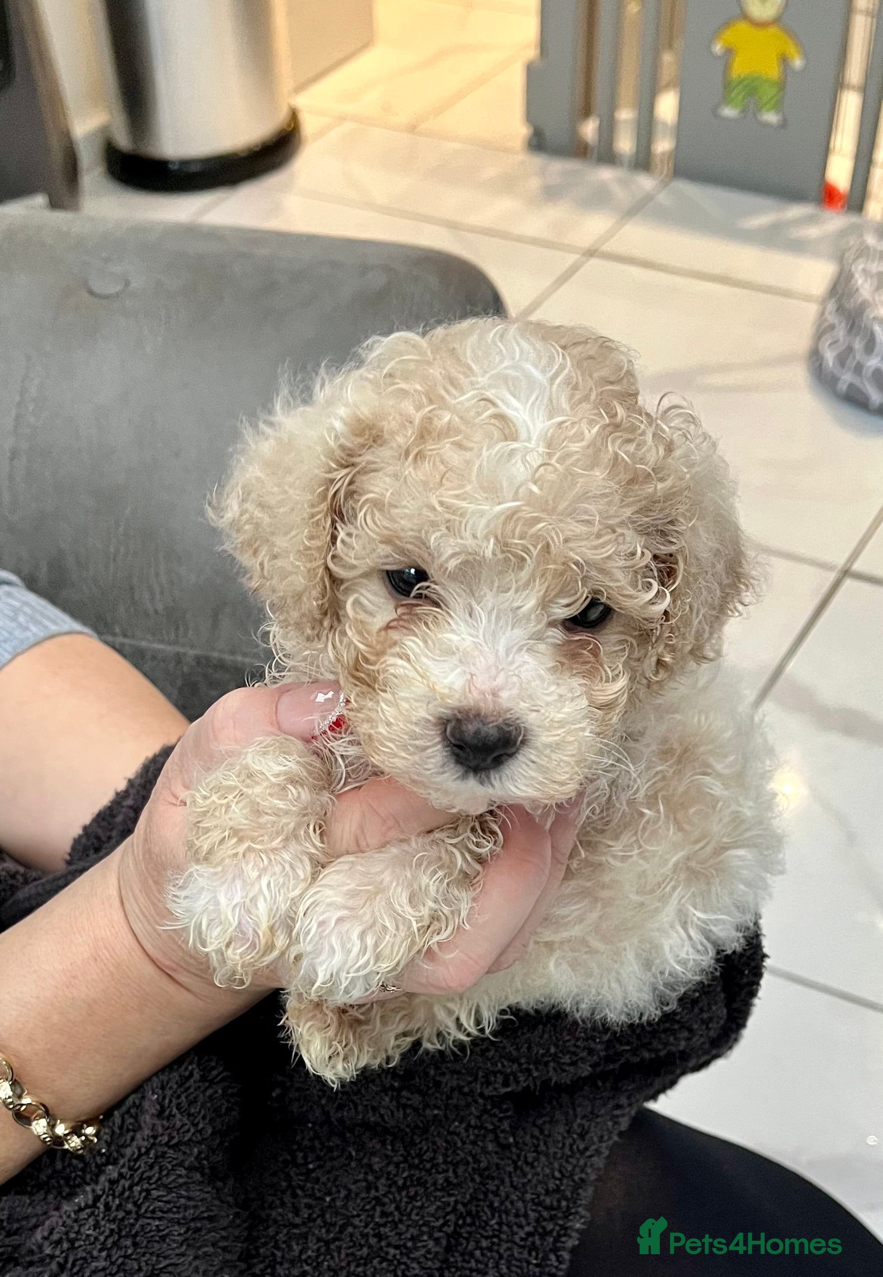 Maltipoo dogs Miniature multipoint puppies - Advert 1